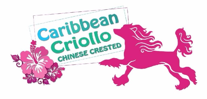 Caribbean Criollo - Un nouveau logo pour Caribbean Criollo