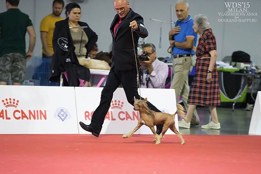 Caribbean Criollo - Magnifiques résultats au World Dog Show 2015